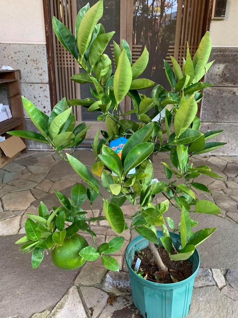 柑橘苗 グレープフルーツ苗 果樹 実が 柑橘苗 グレープフルーツ苗 果樹